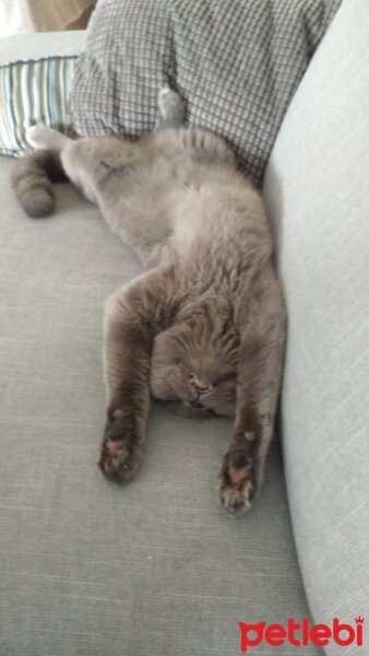 British Shorthair, Kedi  Gölge fotoğrafı