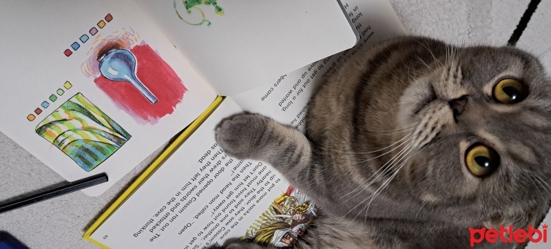 Scottish Fold, Kedi  Sekiz fotoğrafı