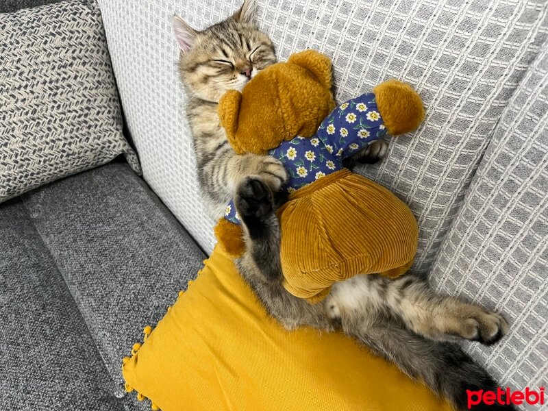 British Shorthair, Kedi  Oscar fotoğrafı