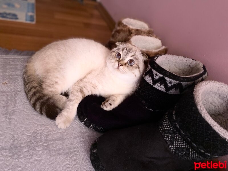 Scottish Fold, Kedi  Dora fotoğrafı