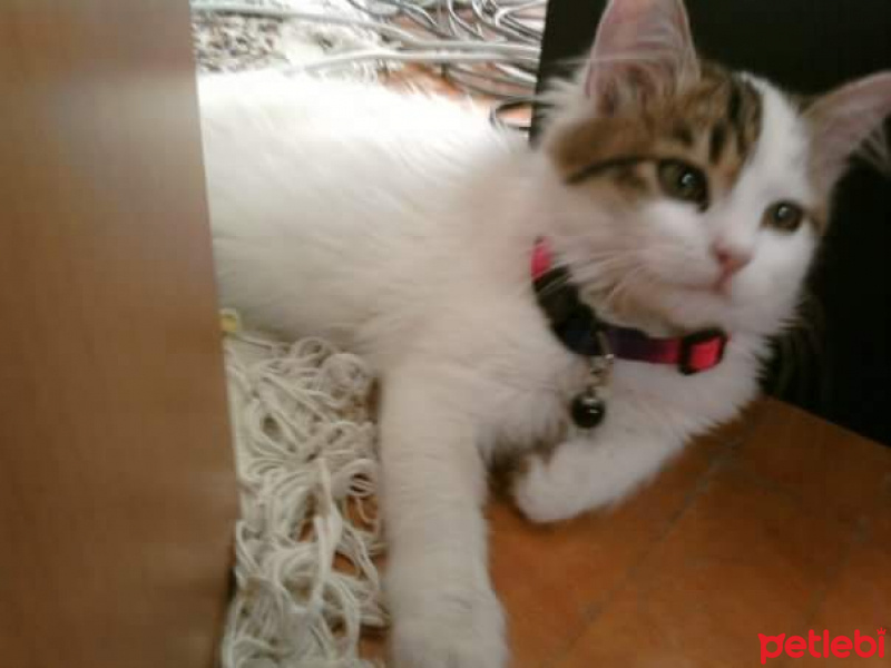 Soke, Kedi  Angie  fotoğrafı