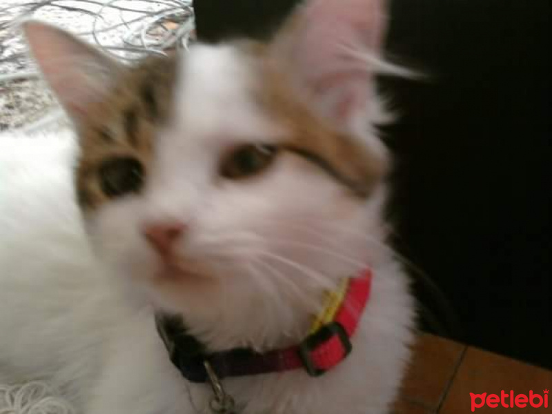Soke, Kedi  Angie  fotoğrafı