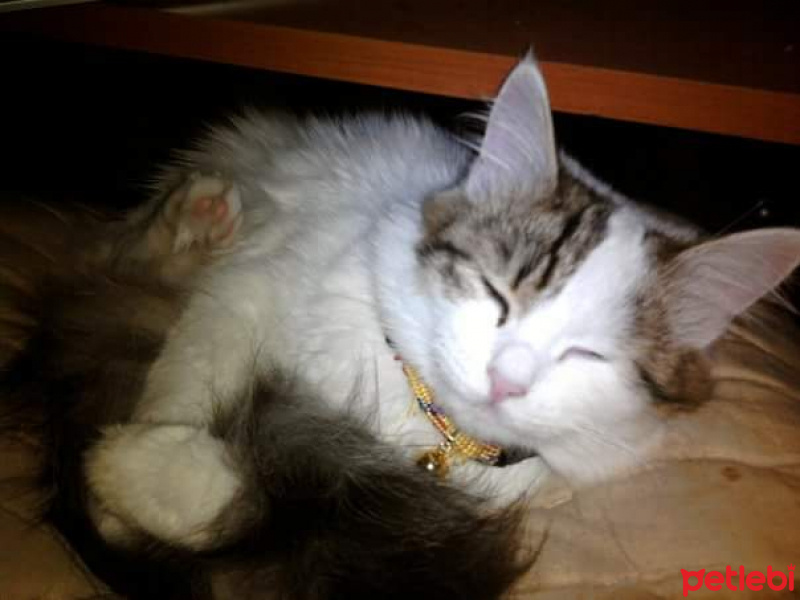 Soke, Kedi  Angie  fotoğrafı