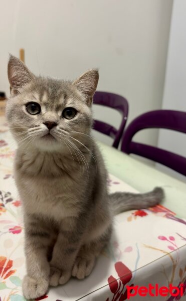 British Shorthair, Kedi  Lucky fotoğrafı