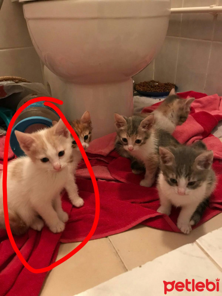 Abyssinian, Kedi  Prenses fotoğrafı