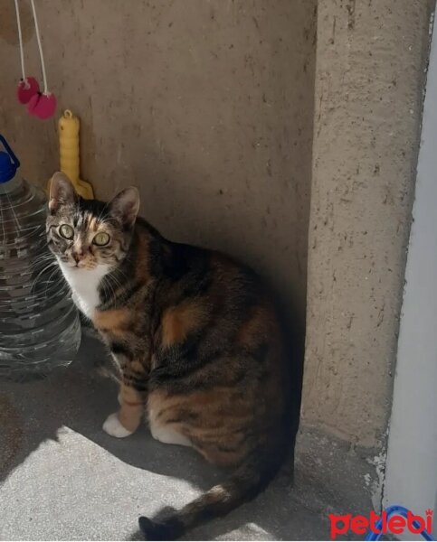 Tekir Kedi, Kedi  Bambi fotoğrafı