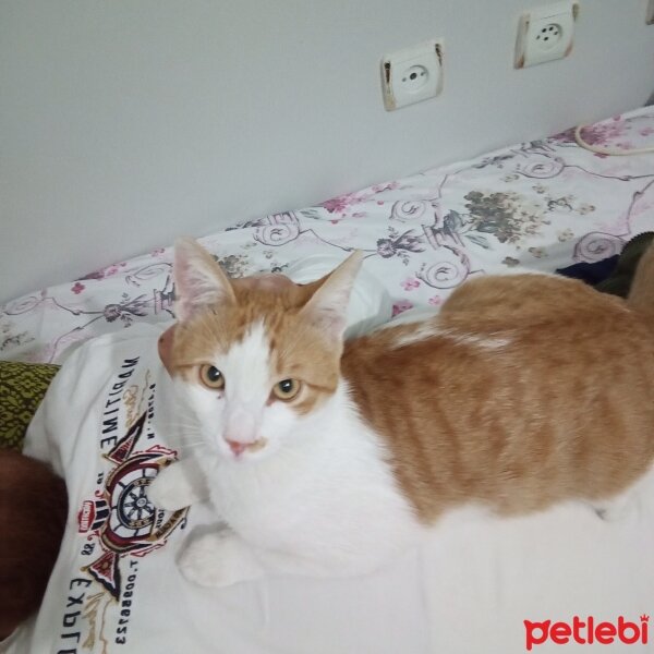 Sarman, Kedi  Mısır fotoğrafı