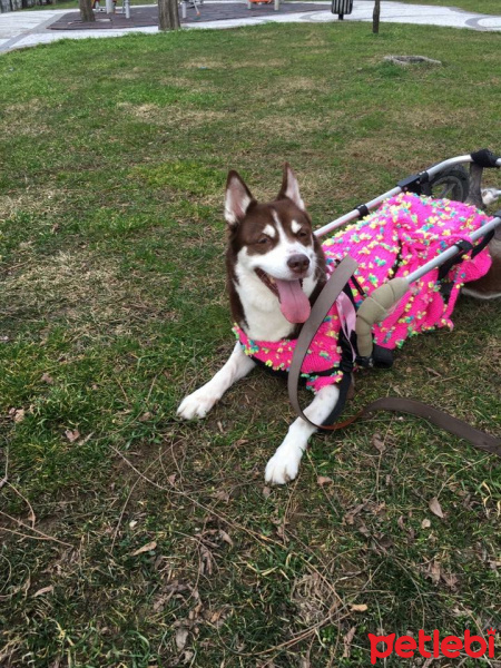 Sibirya Kurdu (Husky), Köpek  Maya reis era fotoğrafı