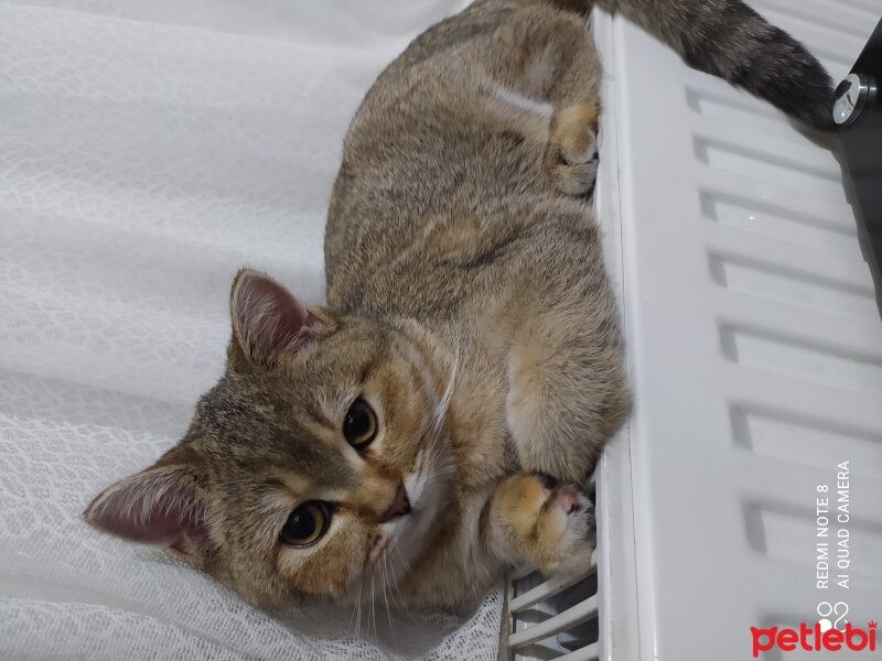 British Shorthair, Kedi  Şila fotoğrafı