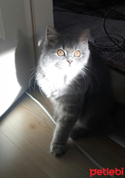 British Shorthair, Kedi  Sinza fotoğrafı