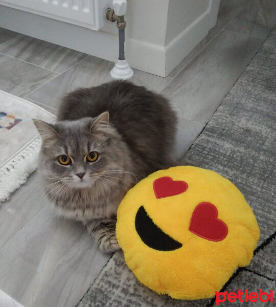 British Shorthair, Kedi  Sinza fotoğrafı