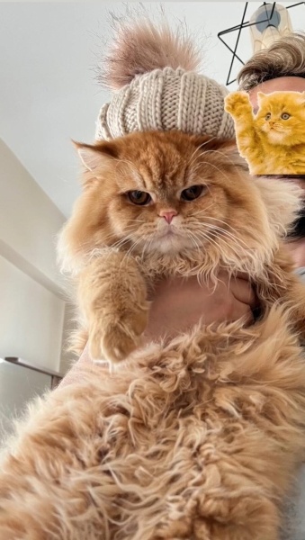 Chinchilla, Kedi  Viski fotoğrafı