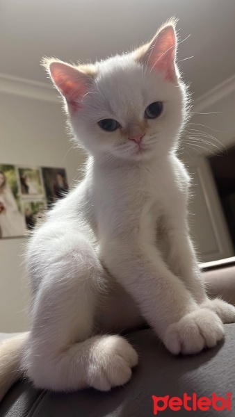 British Shorthair, Kedi  Casper fotoğrafı