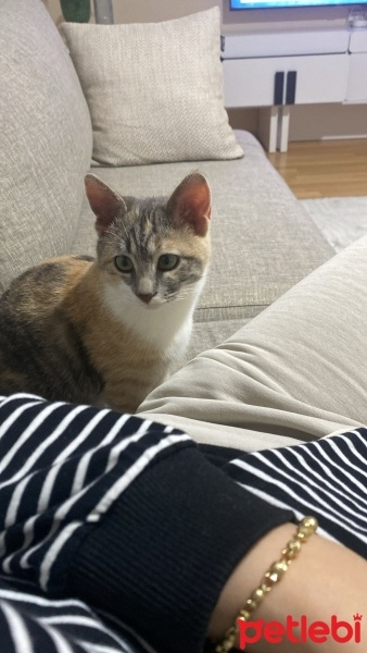 Tekir Kedi, Kedi  Bihter fotoğrafı