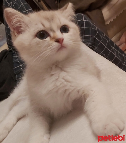 British Longhair, Kedi  Peri fotoğrafı