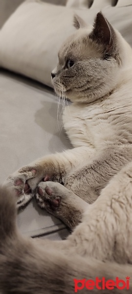 British Shorthair, Kedi  ares fotoğrafı