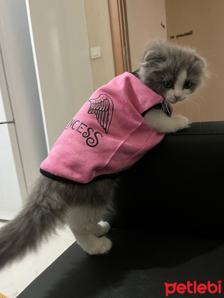 British Longhair, Kedi  MİA fotoğrafı