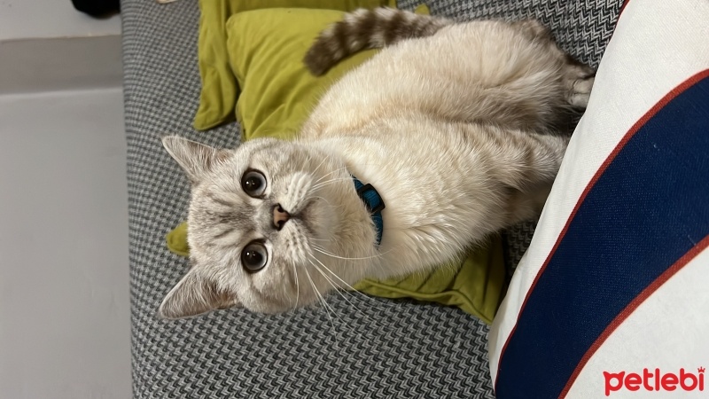British Shorthair, Kedi  Atlas fotoğrafı