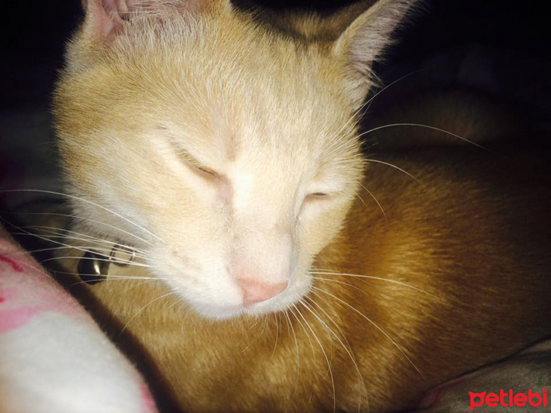 Tekir Kedi, Kedi  miyu fotoğrafı