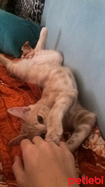 Tekir Kedi, Kedi  miyu fotoğrafı