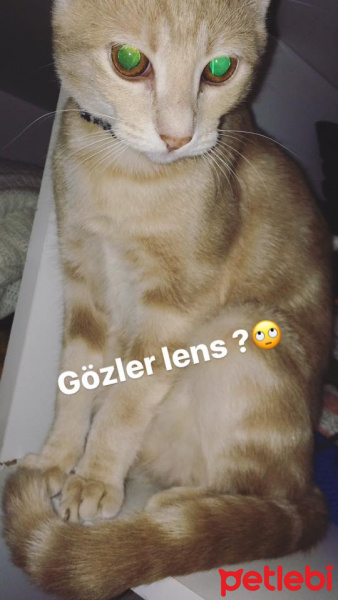 Tekir Kedi, Kedi  miyu fotoğrafı