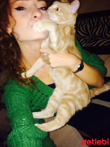 Tekir Kedi, Kedi  miyu fotoğrafı