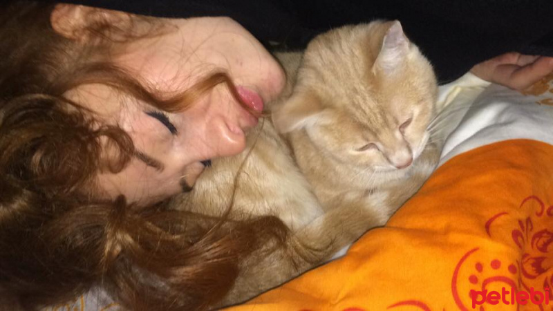 Tekir Kedi, Kedi  miyu fotoğrafı