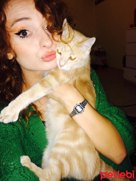 Tekir Kedi, Kedi  miyu fotoğrafı