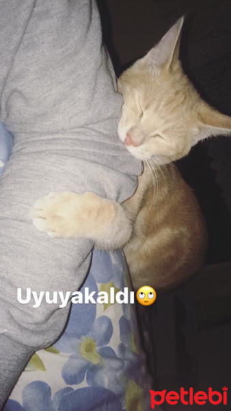 Tekir Kedi, Kedi  miyu fotoğrafı
