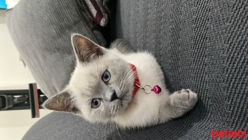 British Shorthair, Kedi  Lokum fotoğrafı