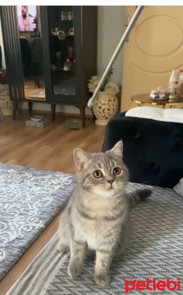 British Shorthair, Kedi  Herkül fotoğrafı