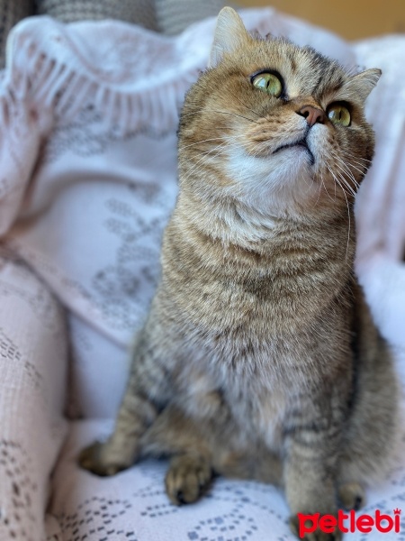 British Shorthair, Kedi  Leon fotoğrafı