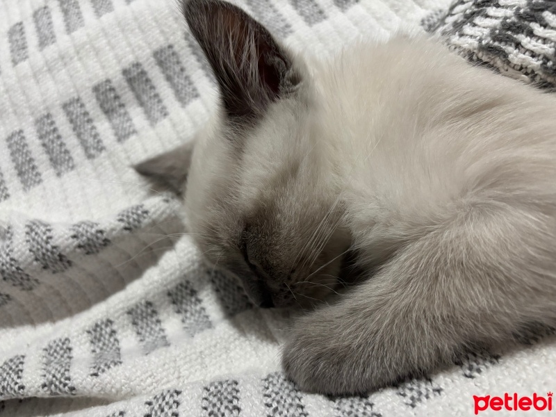 British Shorthair, Kedi  Muci fotoğrafı