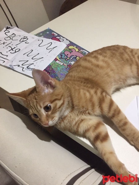Sarman, Kedi  mars fotoğrafı
