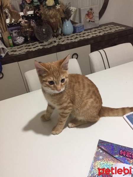 Sarman, Kedi  mars fotoğrafı