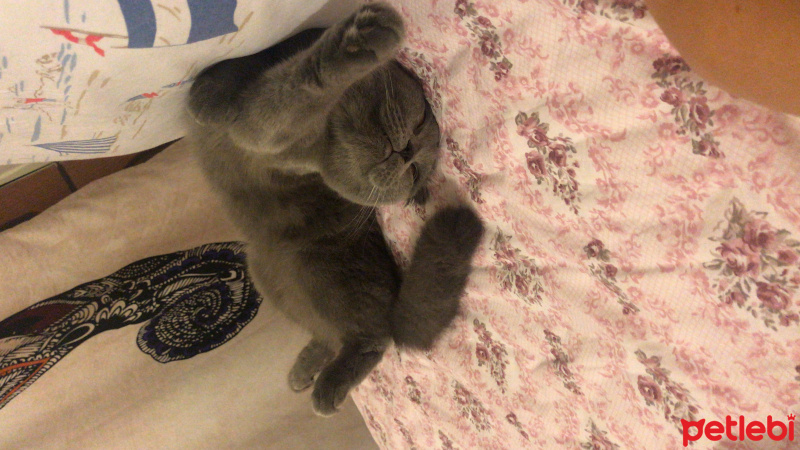 Scottish Fold, Kedi  Smyrna fotoğrafı