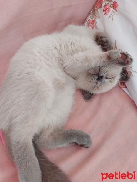 British Shorthair, Kedi  Maviş fotoğrafı