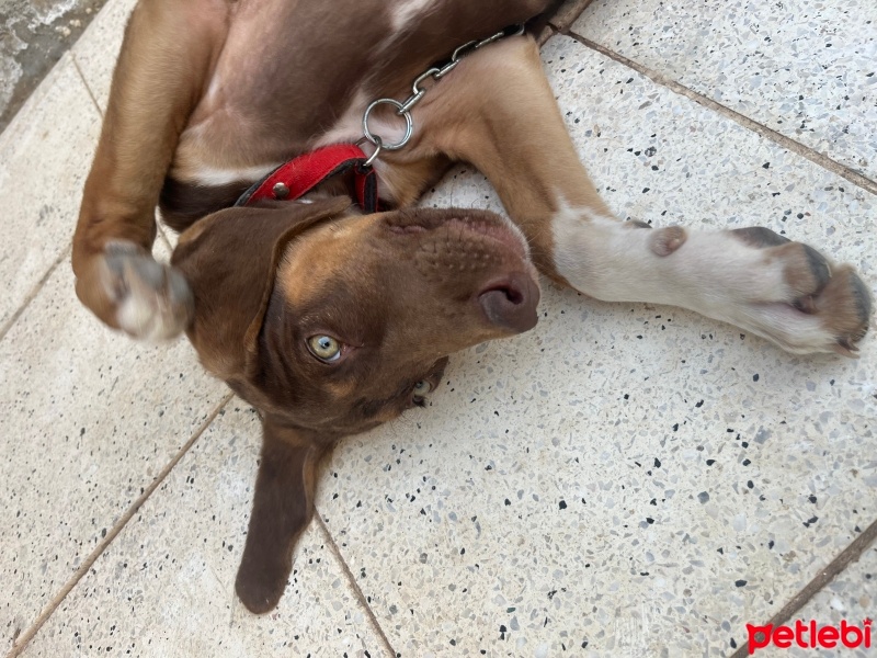 Labrador Retriever, Köpek  Atlas fotoğrafı