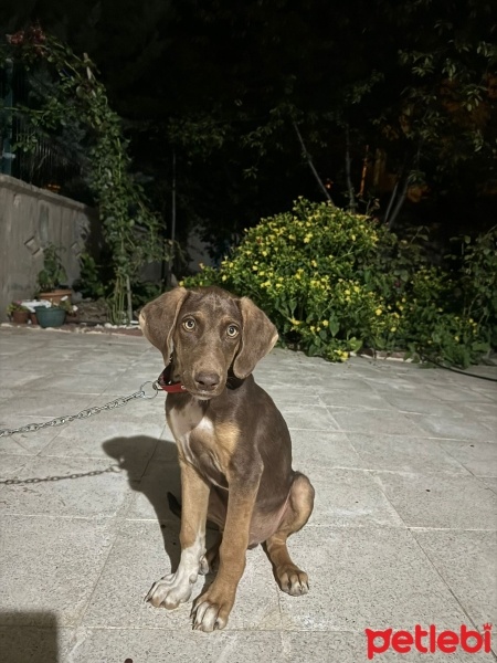 Labrador Retriever, Köpek  Atlas fotoğrafı