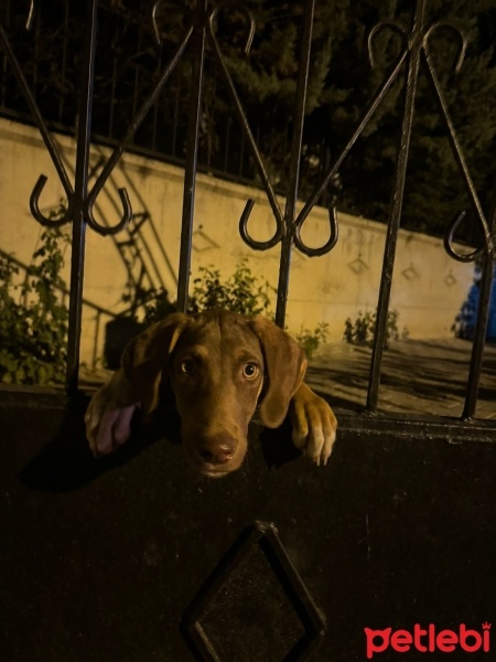 Labrador Retriever, Köpek  Atlas fotoğrafı