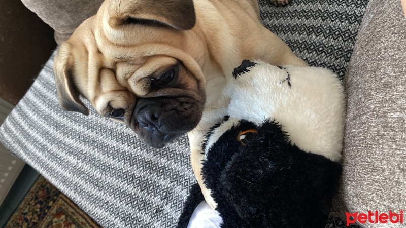 Pug, Köpek  Rıfkı fotoğrafı