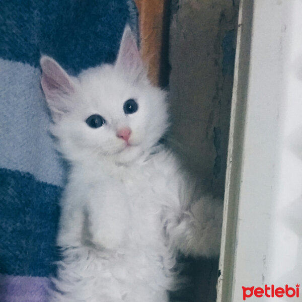 Van Kedisi, Kedi  Maya fotoğrafı