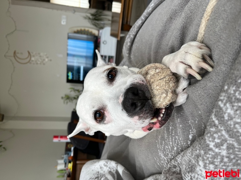 Amerikan Staffordshire Terrier, Köpek  Yıldız fotoğrafı