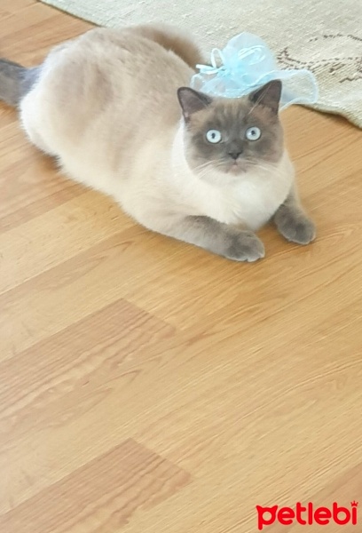 British Shorthair, Kedi  Lucky fotoğrafı