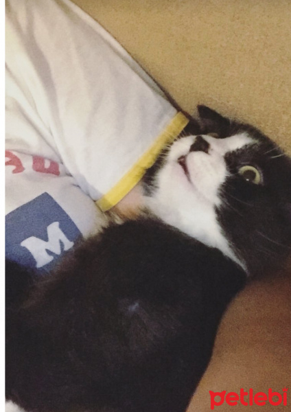Tuxedo (Smokin) Kedi, Kedi  Harley fotoğrafı