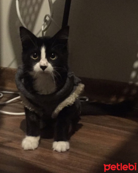 Tuxedo (Smokin) Kedi, Kedi  Harley fotoğrafı