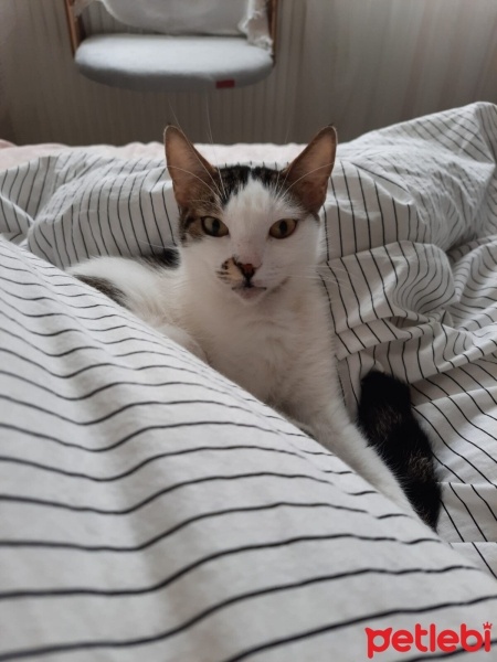 Tekir Kedi, Kedi  Badem fotoğrafı