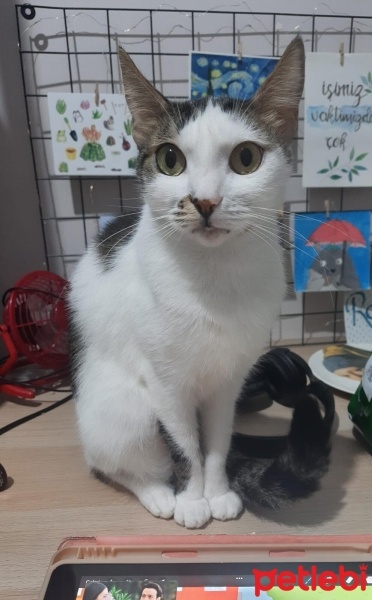 Tekir Kedi, Kedi  Badem fotoğrafı
