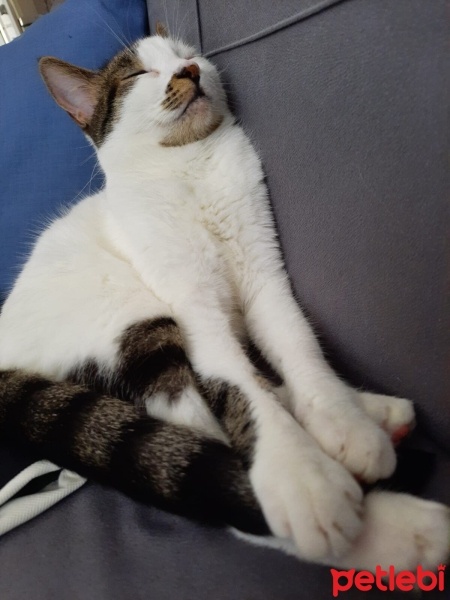 Tekir Kedi, Kedi  Badem fotoğrafı