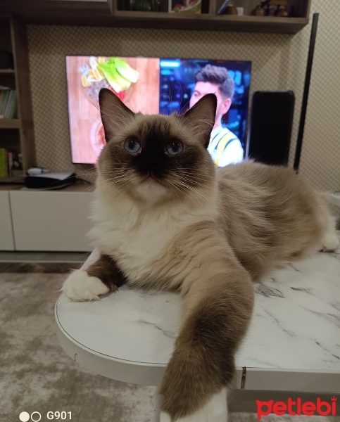Ragdoll, Kedi  Ponçik fotoğrafı